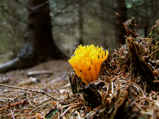 sch&ouml;rnhorn im nadelwald