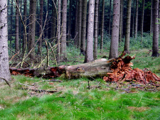 umgestürtzter morscher baum