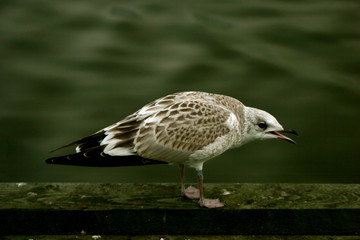 the young seagull