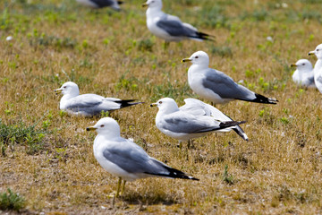 seagulls