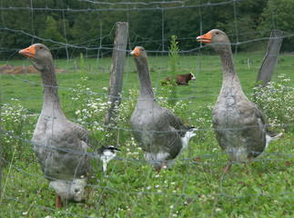 des oies de Tousouse sans bavette