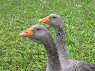 des oies de Toulouse sans bavette