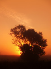 Obraz premium za krzakami