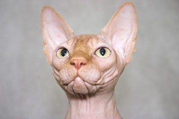 the canadian sphynx