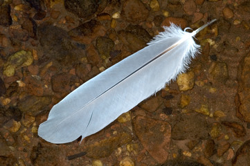 feather