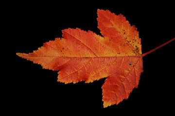 herbstlaub in intensiven farben