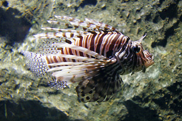 dangerous fish