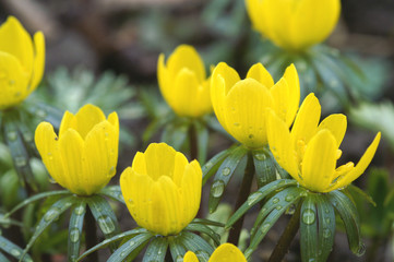 winter aconite in group