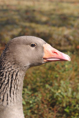 goose profile