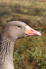 goose profile