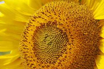 sunflower macro