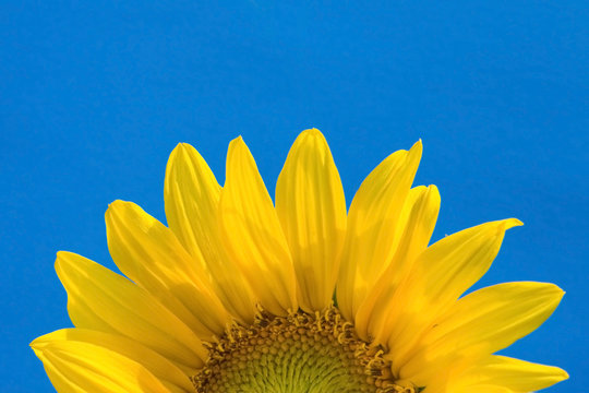 sunflower rising