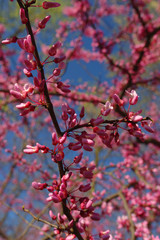 red bud