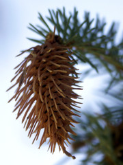 Naklejka na ściany i meble pine cone anatomy