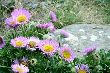 fleabane