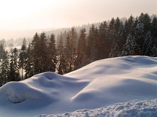 winter gold landscape