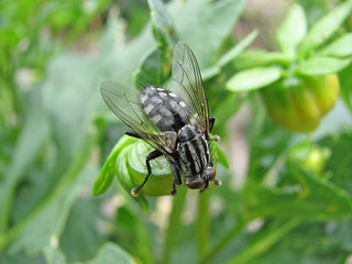 fliege auf erkundung