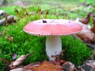 mushroom