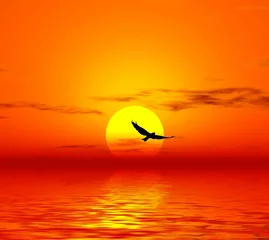 Keuken foto achterwand Warm oranje rode zonsondergang. vogel en zon