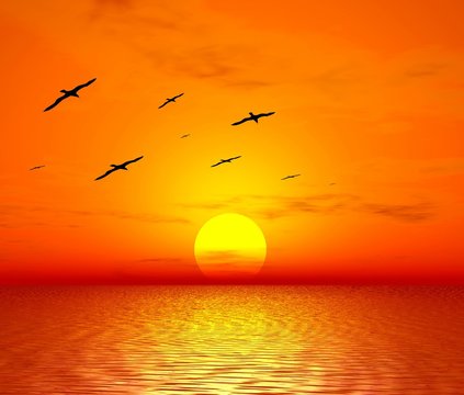 red sunset. flight of birds