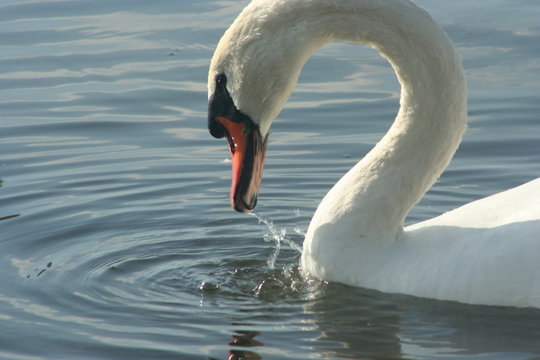 cigne