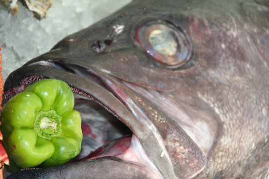 fresh stone bass fish