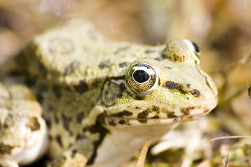 frog