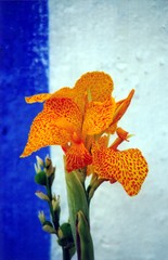 iris jaune