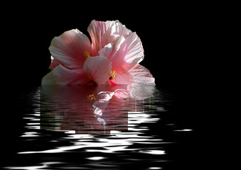 wasser hibiskus experimentell © Marty Kropp
