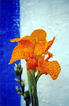 iris jaune