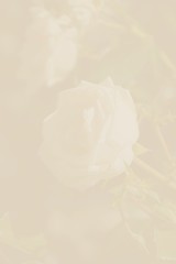 Fototapeta premium stationary paper