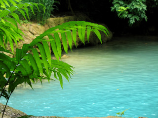 bassin turquoise et fougères