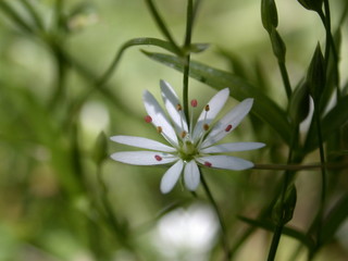 white flower, macro