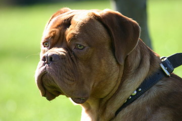 dog, french mastiff