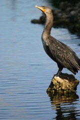 water bird