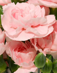 Fototapeta na wymiar różowe go¼dziki