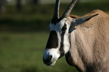 gemsbok