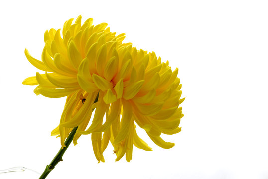 Fototapeta yellow chrysanthemem