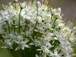 Fotobehang witte bloemen, macro © Rina