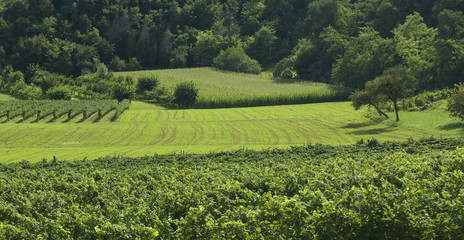 Fototapeta na wymiar italian vineyards