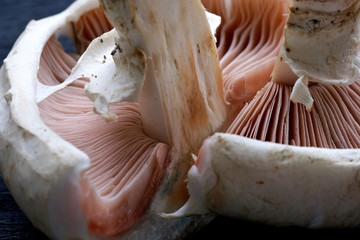 mushrooms champignons