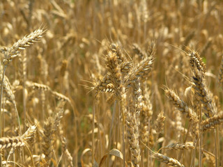 harvest field