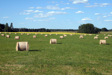 estonian landscape