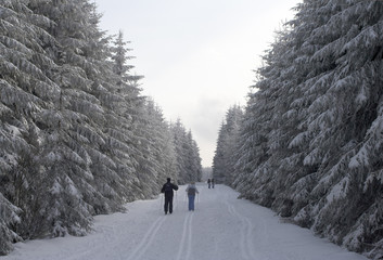 skiing in a snowy winter forest