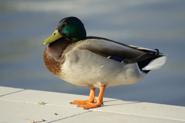 mallard