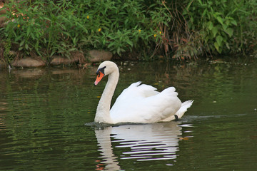 swan