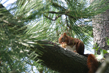 eichhörnchen mit zapfen