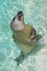 die verspielte kegelrobbe