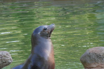 sea lion