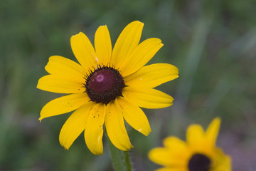 yellow flower